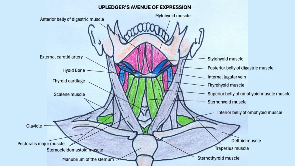 Avenue of Expression